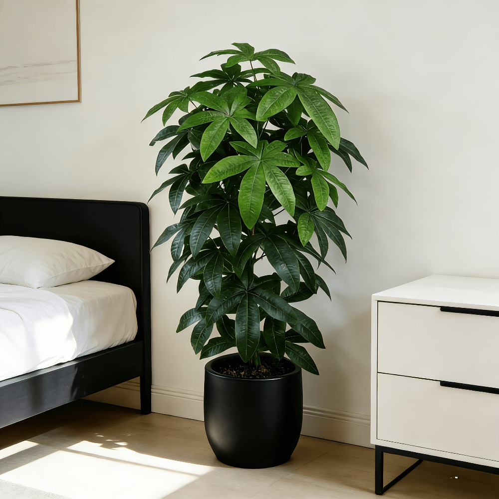 An Artificial Money Tree Pachi - Dracaena Marginata ulasan dan harga